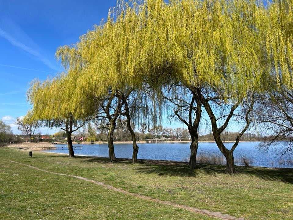 Działka rod Myślibórz. Zdjęcie 8