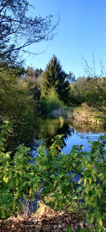 Działka rekreacyjna Jagielno. Zdjęcie 7