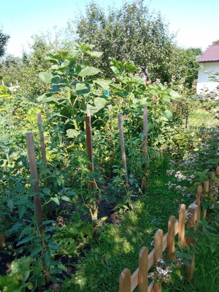 Działka rod Tarnobrzeg Wymysłów. Zdjęcie 5