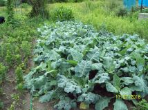 Działka rolno-budowlana Blizne Jasińskiego, ul. Tadeusza Kościuszki. Zdjęcie 4