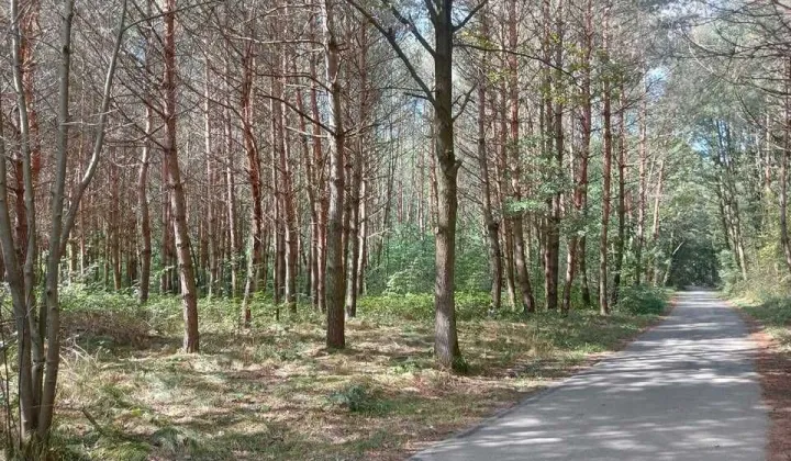 Działka leśna Brnik