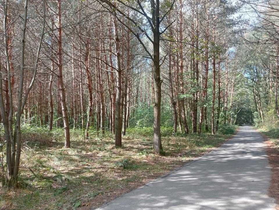 Działka leśna Brnik. Zdjęcie 1