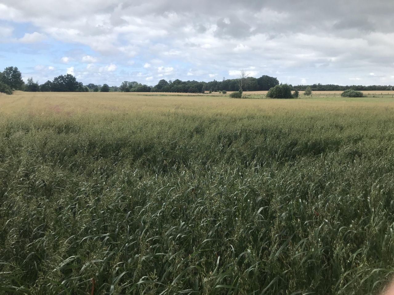 Działka budowlana Korlino. Zdjęcie 4