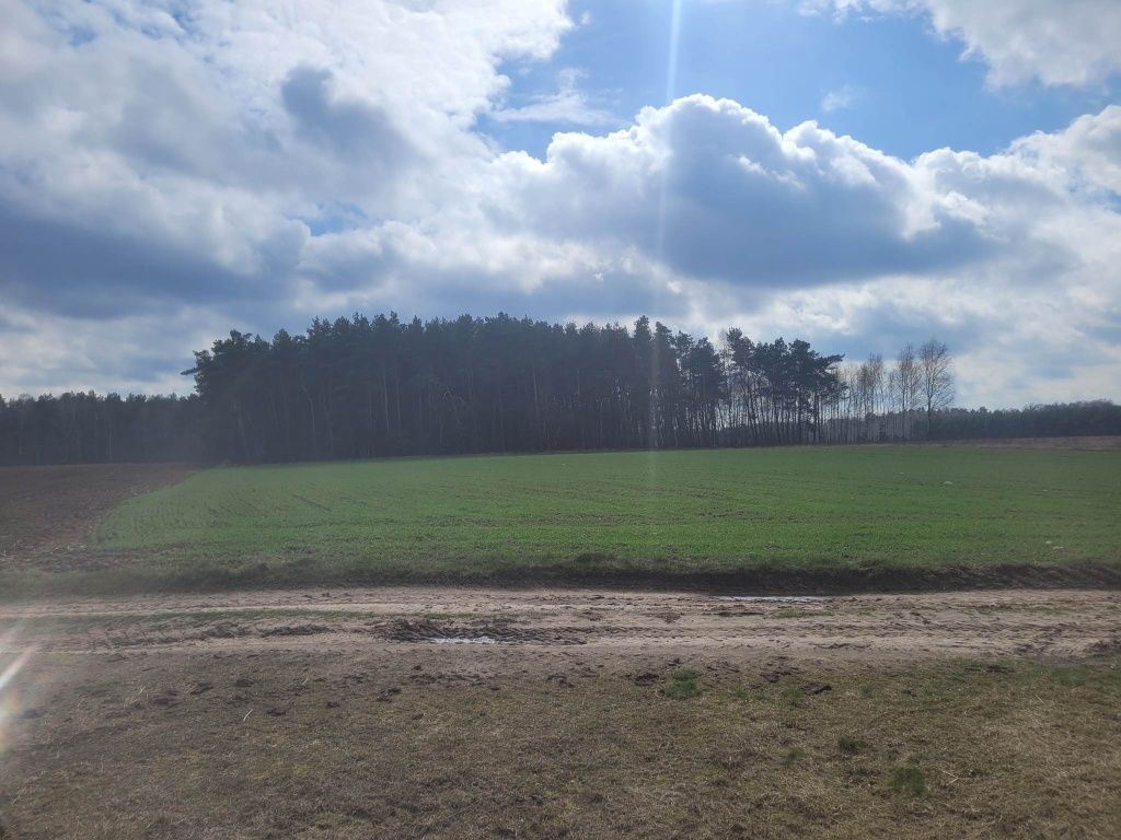 Działka rolno-budowlana Rojewo. Zdjęcie 4