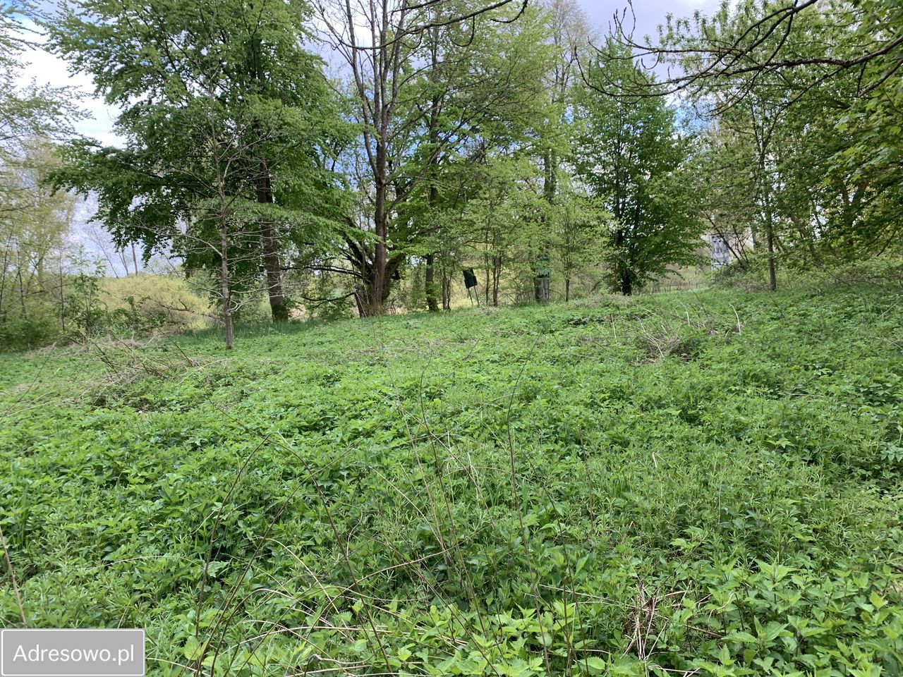 Działka budowlana Miałka. Zdjęcie 6