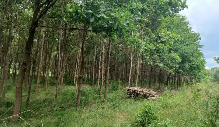 Działka leśna Szprotawa Zarzecze, ul. Kraszewskiego