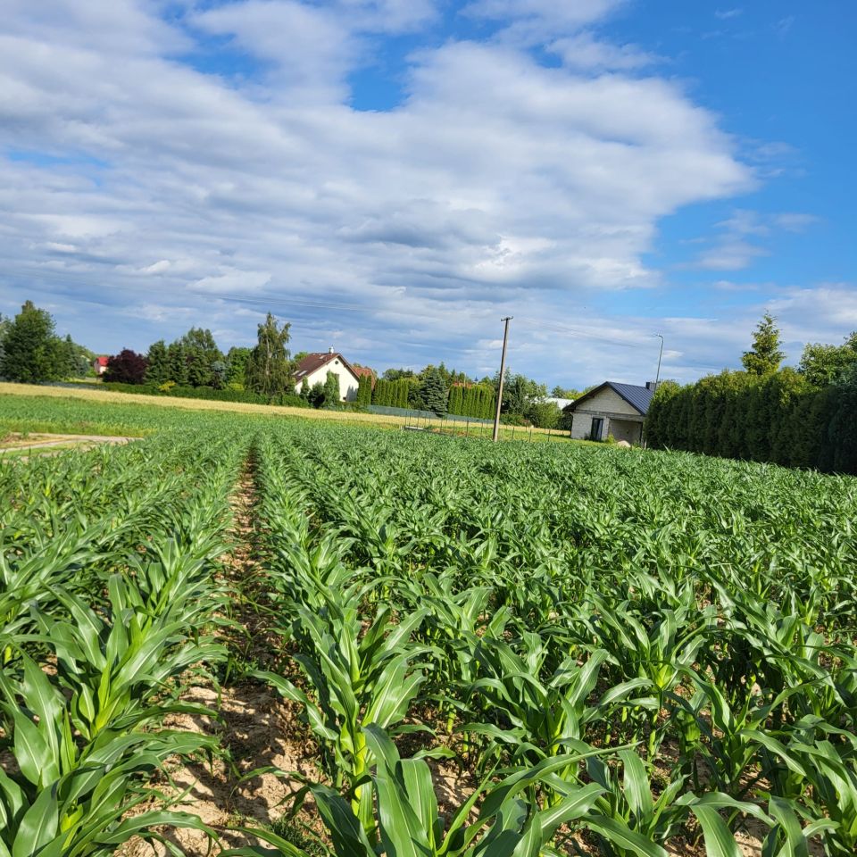 Działka budowlana Płouszowice-Kolonia. Zdjęcie 2
