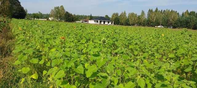 Działka budowlana Nowa Dębowa Wola. Zdjęcie 6