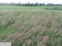 Działka rolna Piszewo. Zdjęcie 2