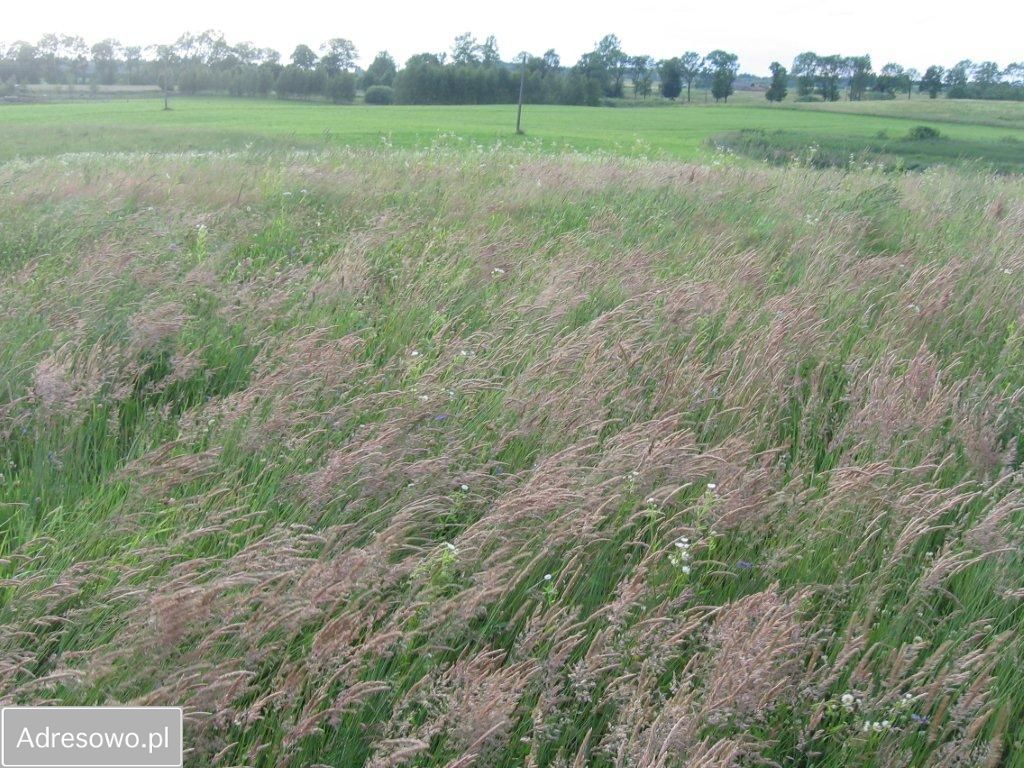 Działka rolna Piszewo. Zdjęcie 3