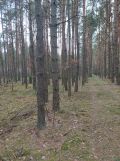Działka leśna Polaki. Zdjęcie 2