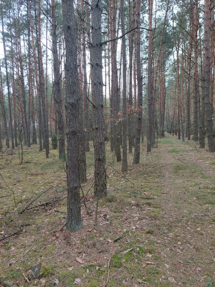 Działka leśna Polaki. Zdjęcie 3