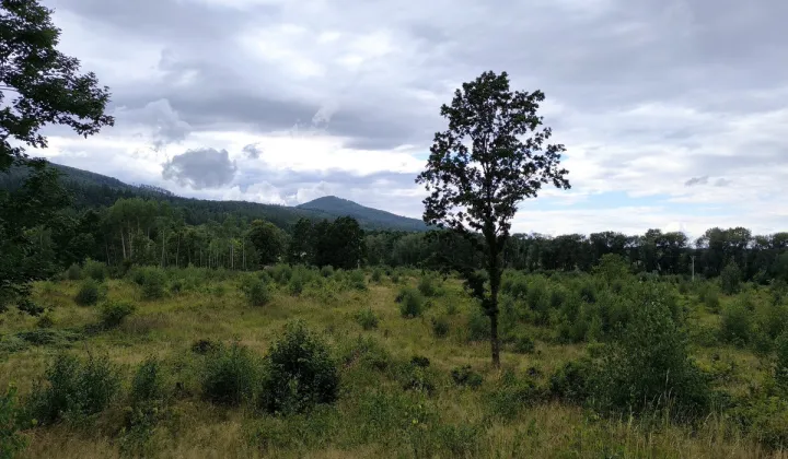 Działka siedliskowa Grodziszcze-Kolonia