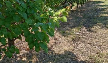 Działka rolna Rzeczyca Mokra