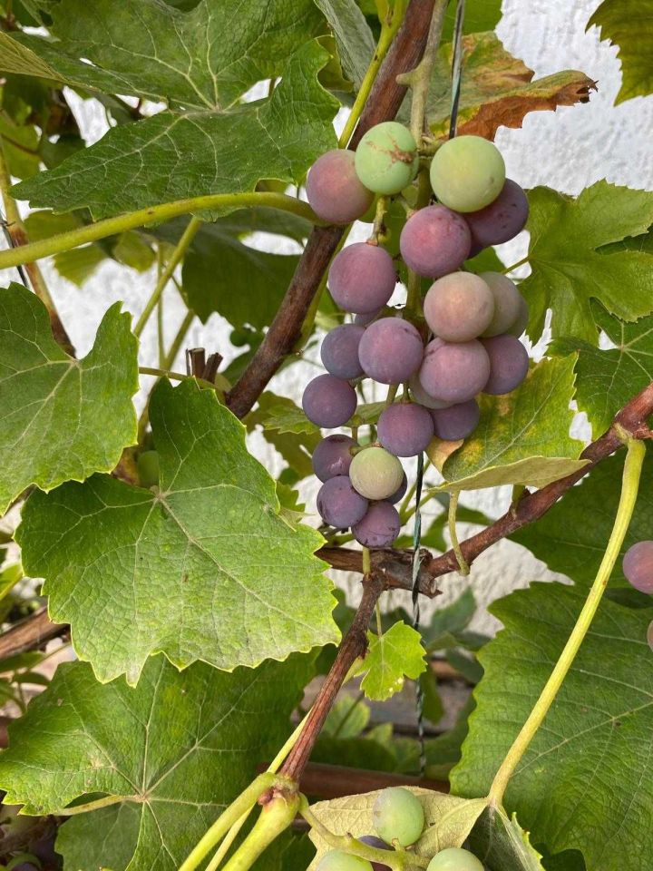 Działka rod Wągrowiec, ul. Gnieźnieńska. Zdjęcie 6