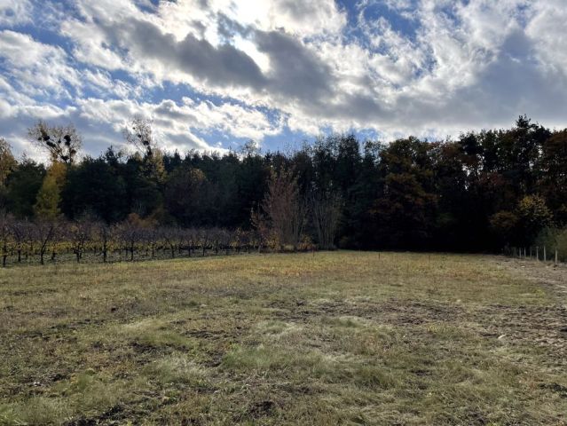 Działka budowlana Kazimierz Dolny Cholewianka. Zdjęcie 1