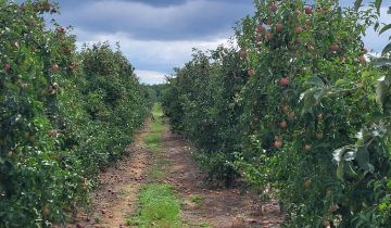 Działka rolna Olszowa Wola