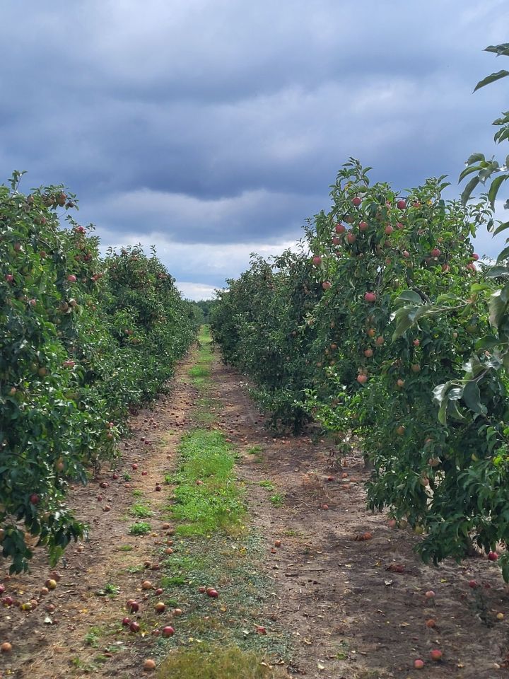 Działka rolna Olszowa Wola