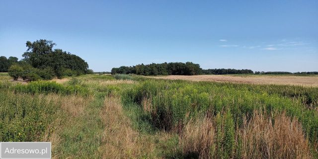 Działka rolna Śliwice. Zdjęcie 1