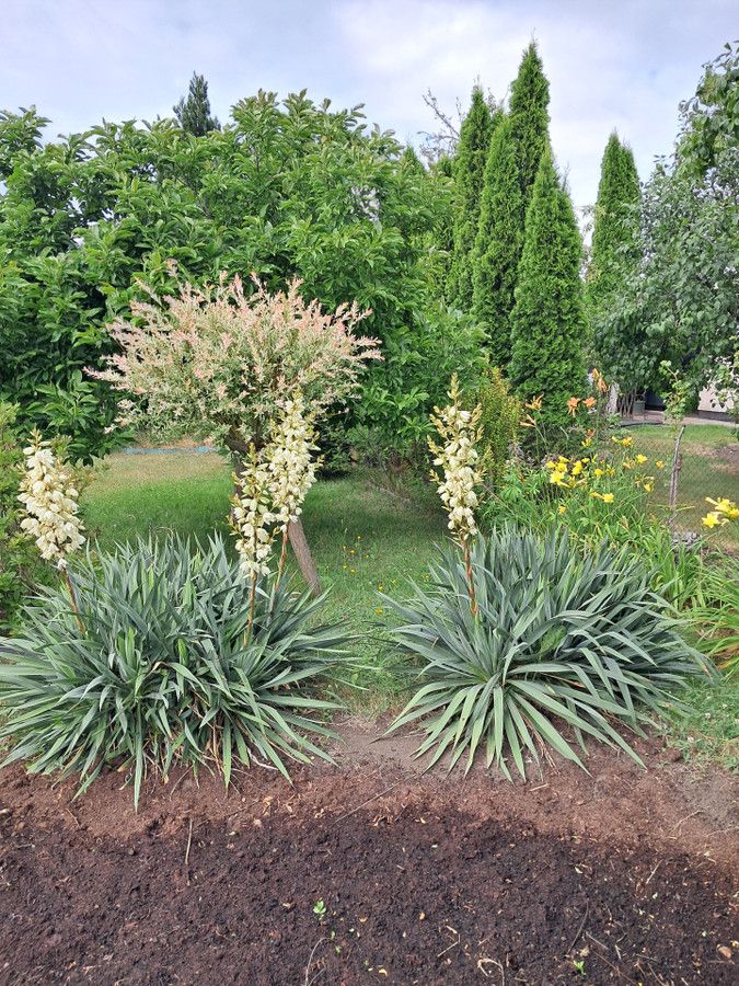 Działka rod Łódź. Zdjęcie 5