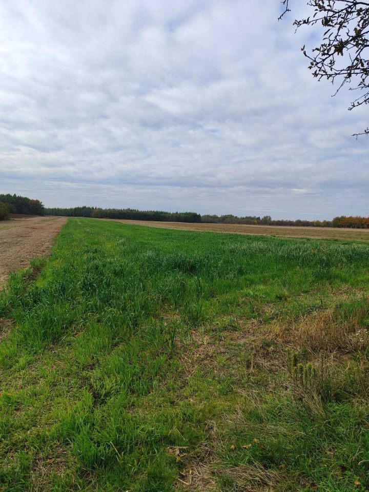 Działka rolno-budowlana Linów-Kolonia. Zdjęcie 2