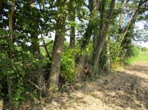 Działka rolna Wierzchowiska Pierwsze. Zdjęcie 3