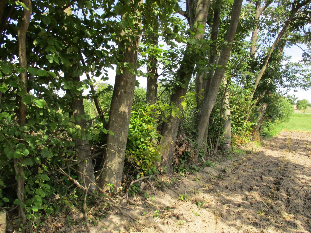 Działka rolna Wierzchowiska Pierwsze. Zdjęcie 4