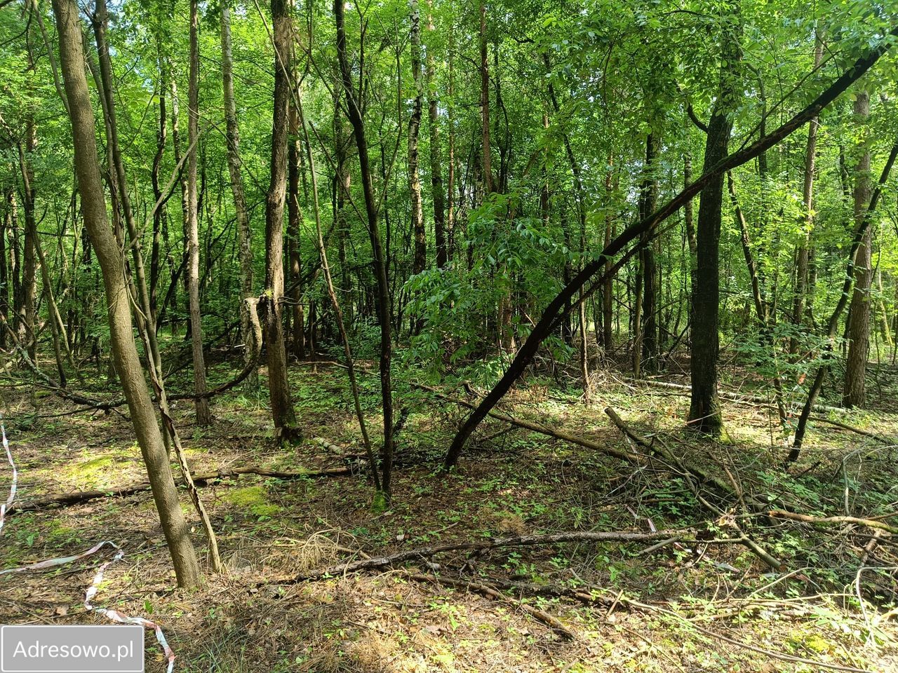 Działka budowlana Ostrowina. Zdjęcie 14