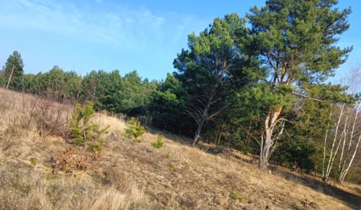 Działka rolno-budowlana Olszewnica Nowa, ul. Spacerowa