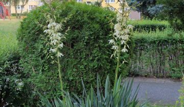 Mieszkanie 3-pokojowe Poznań Piątkowo, os. Bolesława Chrobrego