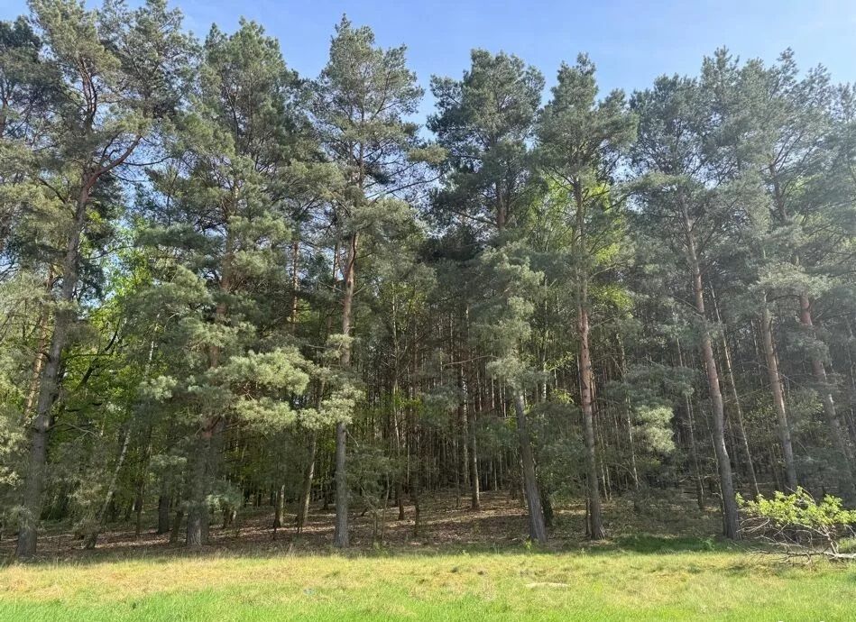 Działka budowlana Zielona Góra Racula, ul. Racula-Podleśna