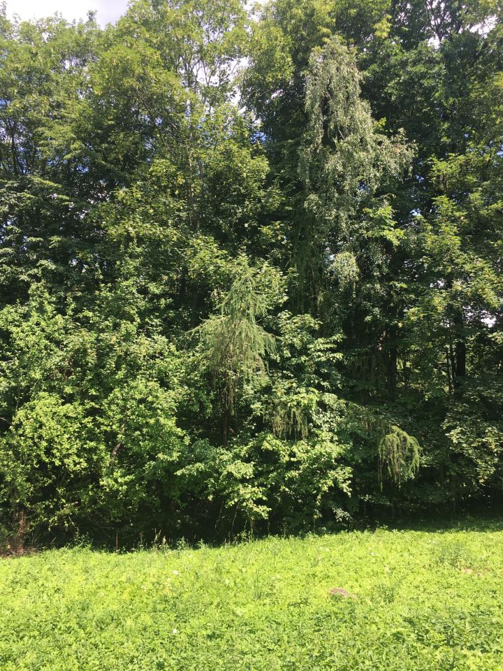 Działka budowlana Rybna Kucoroszec, ul. Górna. Zdjęcie 6