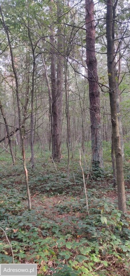 Działka leśna Biszcza. Zdjęcie 9