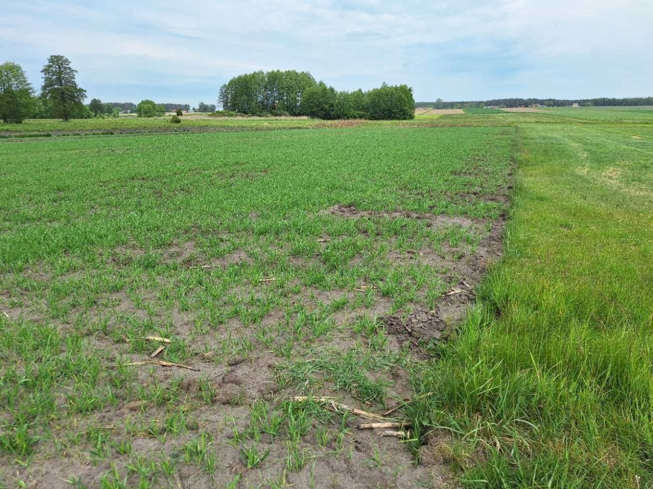 Działka rolna Chojeczno-Sybilaki