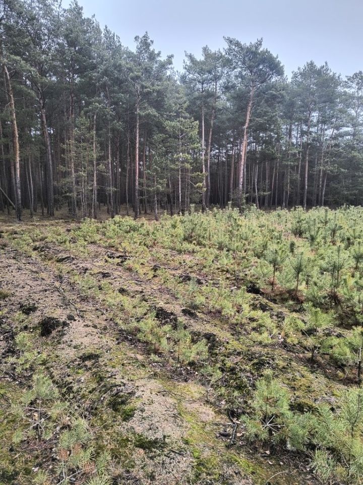 Działka leśna Rosko. Zdjęcie 5