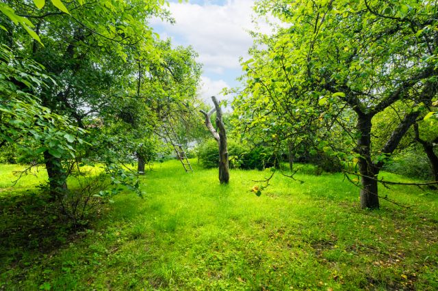 Działka rolna Sielsko. Zdjęcie 8