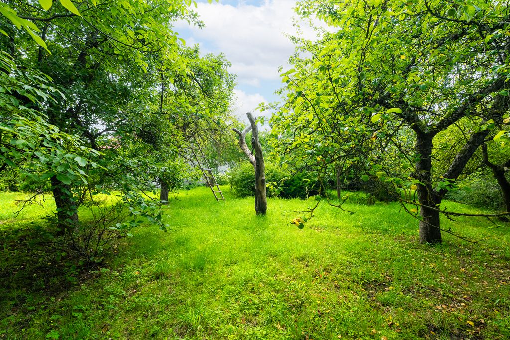 Działka rolna Sielsko. Zdjęcie 8