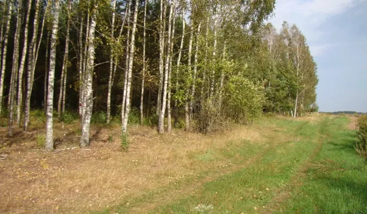 Działka rolna Wierzchlesie