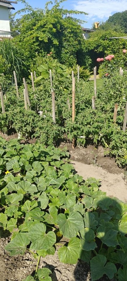 Działka rod Żory, ul. Okrężna. Zdjęcie 7