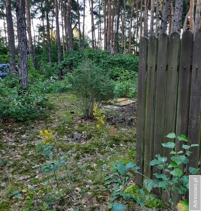 Działka leśna Słopsk. Zdjęcie 7