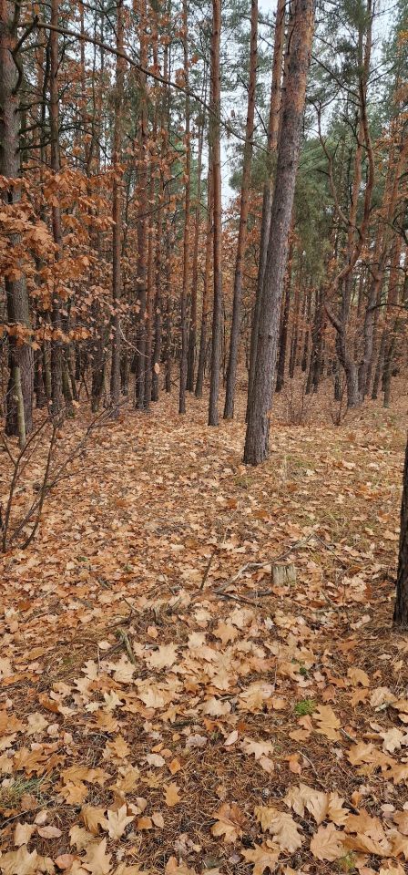 Działka budowlana Warszawa Falenica, ul. Techniczna. Zdjęcie 7