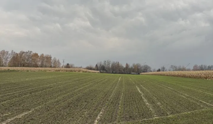 Działka rolna Piekary Śląskie Dąbrówka Wielka