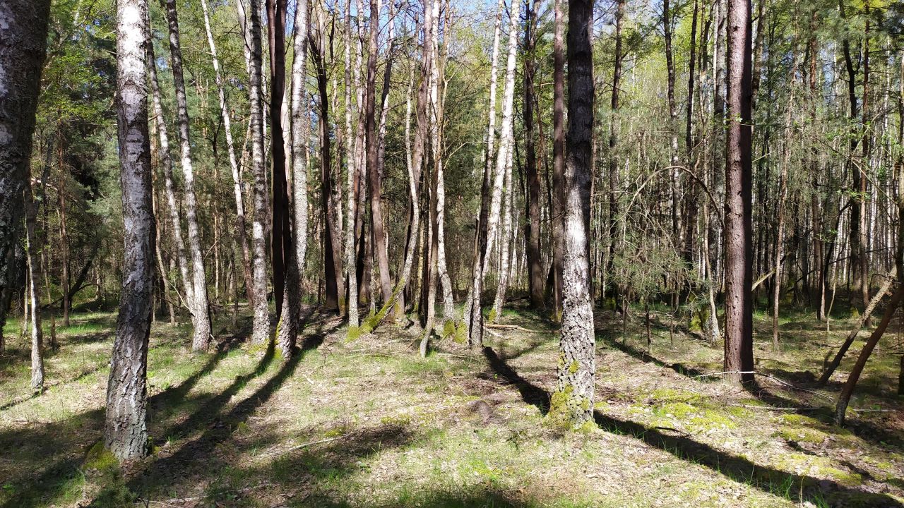 Działka leśna Bocheniec. Zdjęcie 4