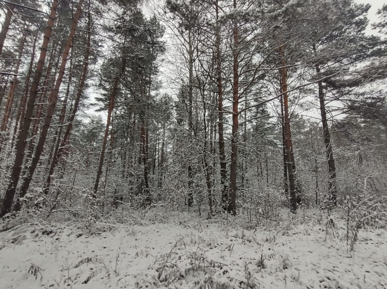Działka leśna Przyłogi. Zdjęcie 5