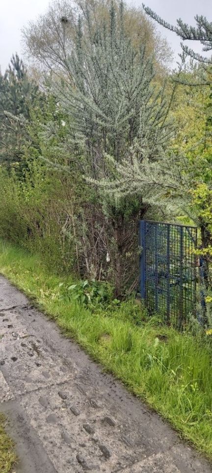 Działka rod Gdańsk Rębiechowo. Zdjęcie 8