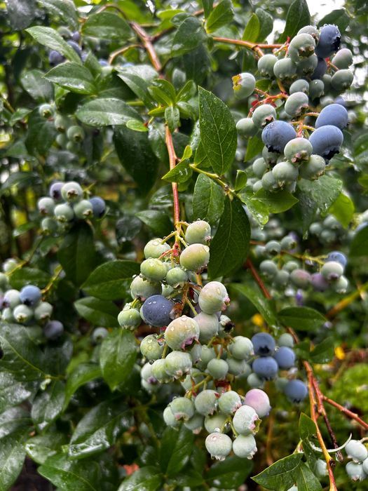 Działka rod Łomianki, ul. Łąkowa. Zdjęcie 6