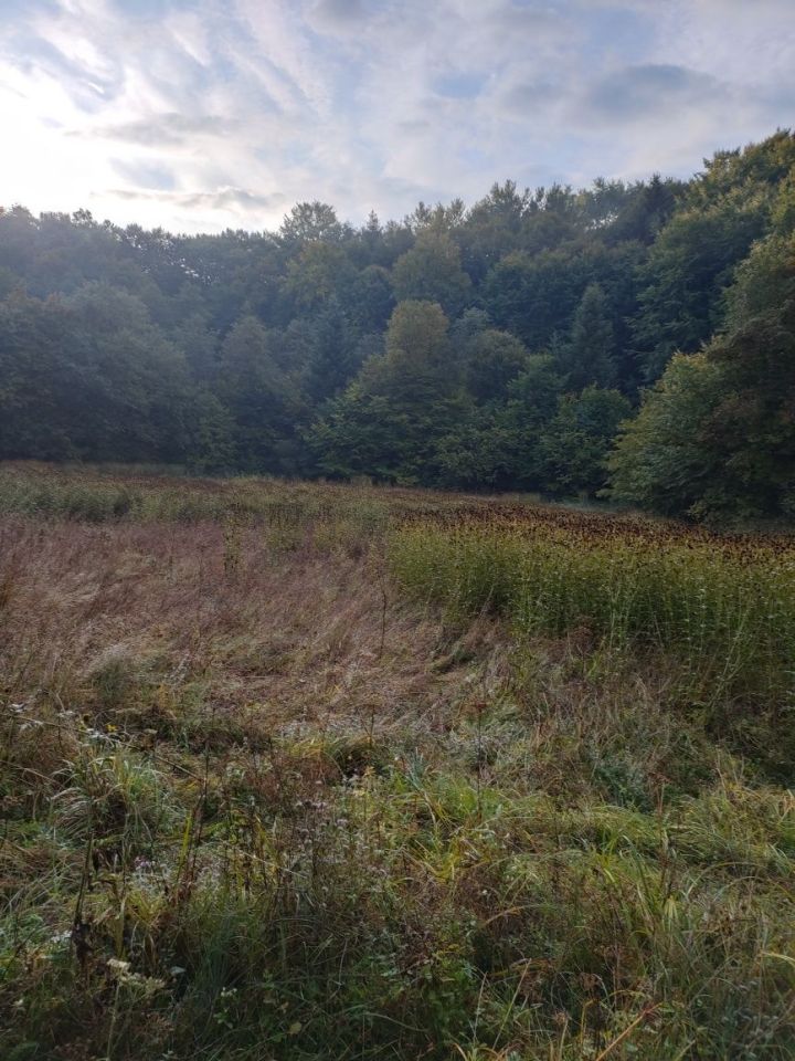 Działka leśna Głobikówka. Zdjęcie 4