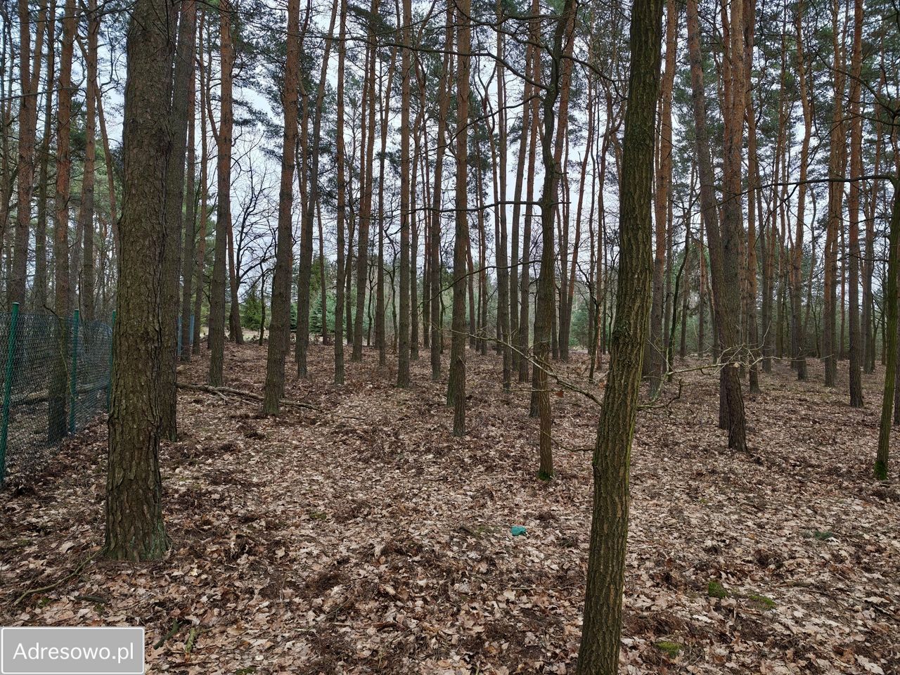 Działka budowlana Marianów, al. Jodłowa. Zdjęcie 3