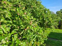 Działka rod Szczecin Bukowo, ul. Górna. Zdjęcie 2