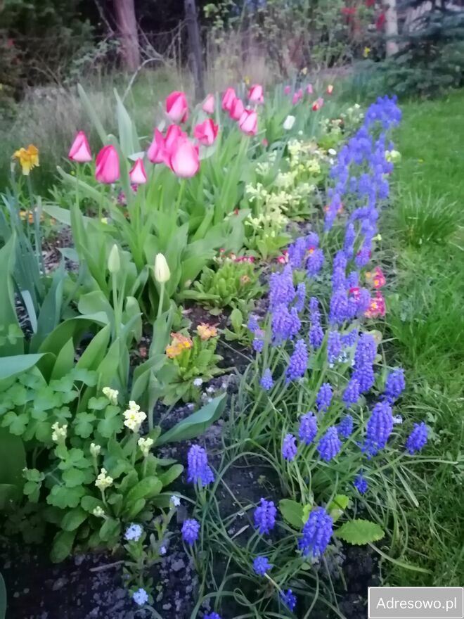 Działka rod Warszawa Mokotów, ul. Racławicka. Zdjęcie 3